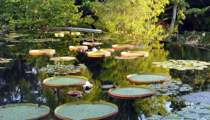 Naples Botanical Gardens.